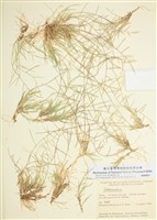 藏品(錐花)的圖片